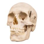 Real Human Skull – 650 g