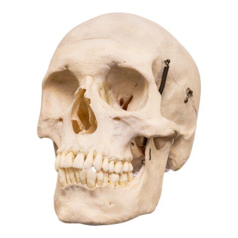 Real Human Skull - 650 g