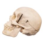 Real Human Skull – 650 g