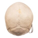 Real Human Skull – 650 g