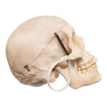 Real Human Skull – 650 g