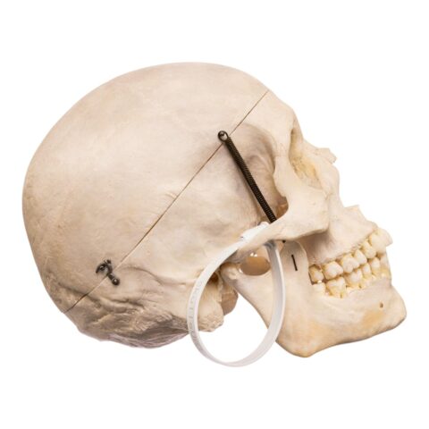 Real Human Skull - 650 g