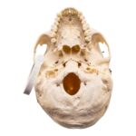 Real Human Skull – 650 g