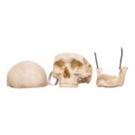 Real Human Skull – 650 g
