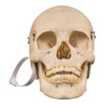 Real Human Skull – 512 g
