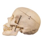 Real Human Skull – 512 g