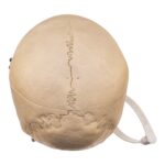 Real Human Skull – 512 g