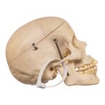Real Human Skull – 512 g