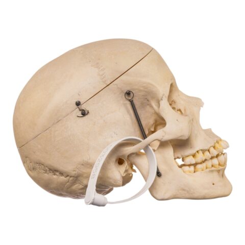 Real Human Skull - 512 g