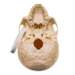 Real Human Skull – 512 g