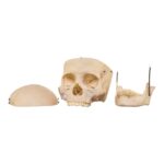 Real Human Skull – 512 g