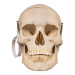Real Human Skull – 524 g