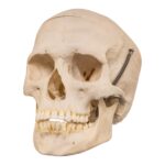 Real Human Skull – 524 g