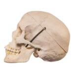 Real Human Skull – 524 g