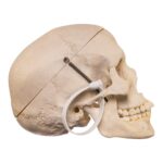 Real Human Skull – 524 g