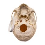 Real Human Skull – 524 g