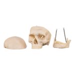 Real Human Skull – 524 g