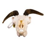 Real Bighorn Sheep Skull – 1200 g