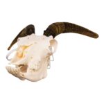 Real Bighorn Sheep Skull – 1200 g