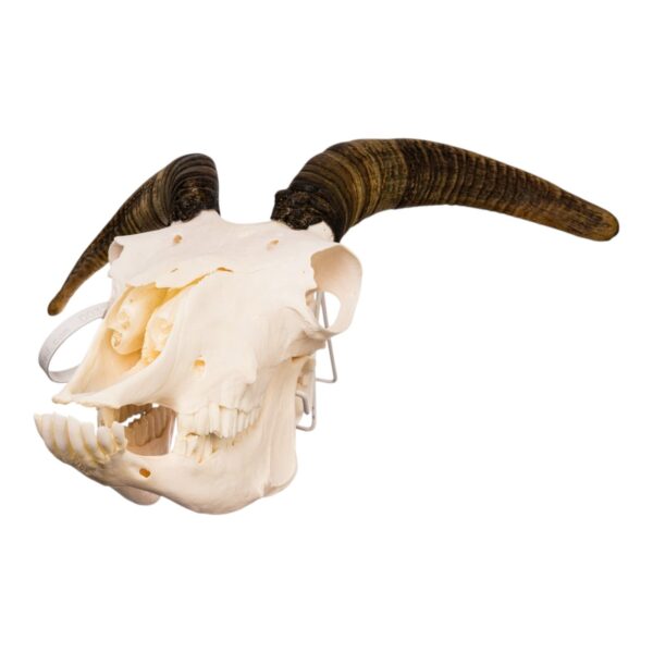 Real Bighorn Sheep Skull – 1200 g