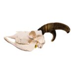 Real Bighorn Sheep Skull – 1200 g