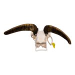 Real Bighorn Sheep Skull – 1200 g