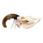 Real Bighorn Sheep Skull – 1200 g