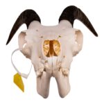 Real Bighorn Sheep Skull – 912 g