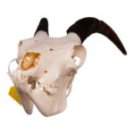 Real Bighorn Sheep Skull – 912 g