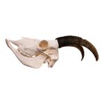 Real Bighorn Sheep Skull – 912 g