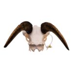 Real Bighorn Sheep Skull – 912 g