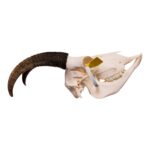 Real Bighorn Sheep Skull – 912 g