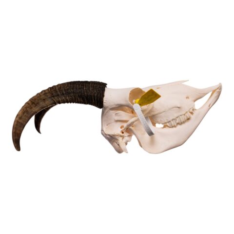 Real Bighorn Sheep Skull - 912 g