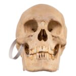 Real Human Skull – 688 g