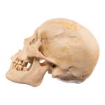 Real Human Skull – 688 g