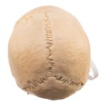 Real Human Skull – 688 g