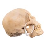 Real Human Skull – 688 g