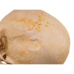 Real Human Skull – 688 g