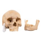 Real Human Skull – 688 g