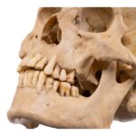 Real Human Skull – 688 g