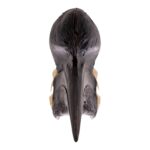 Real Black-casqued Hornbill Skull