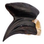 Real Black-casqued Hornbill Skull