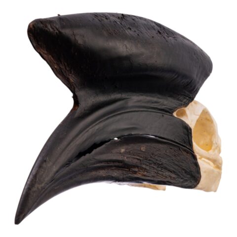 Real Black-casqued Hornbill Skull