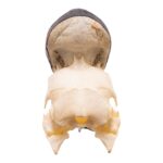 Real Black-casqued Hornbill Skull