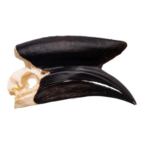 Real Black-casqued Hornbill Skull
