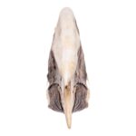 Real White-thighed Hornbill Skull