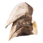 Real White-thighed Hornbill Skull