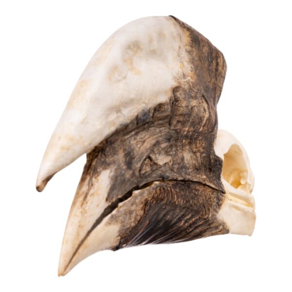 Real White-thighed Hornbill Skull