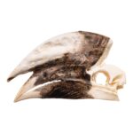 Real White-thighed Hornbill Skull