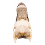 Real White-thighed Hornbill Skull